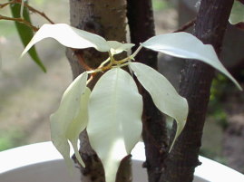 真っ白な葉のベンジャミン！