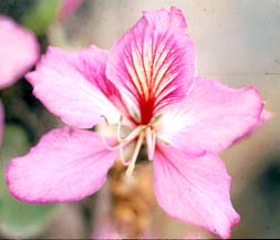 Hibiscus subdouff